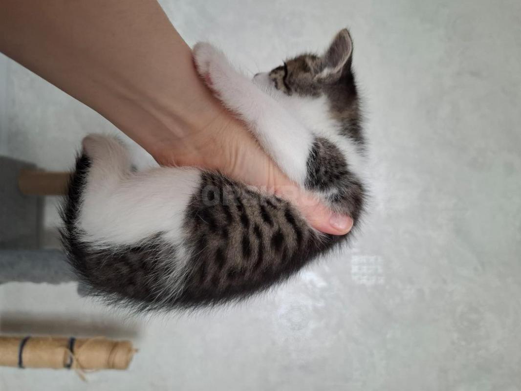 Отдам котика 1,5 месяца, от кошки мышеловки. - Орск