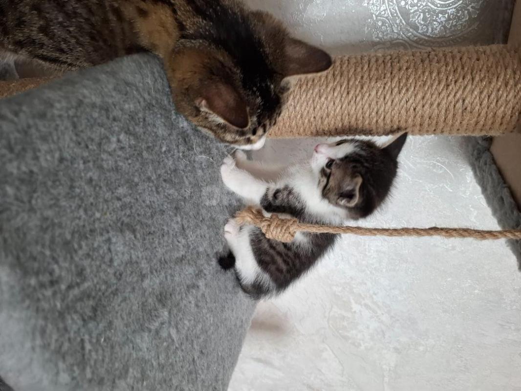 Отдам котика 1,5 месяца, от кошки мышеловки. - Орск
