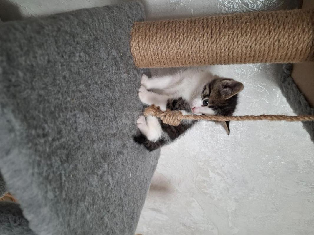 Отдам котика 1,5 месяца, от кошки мышеловки. - Орск