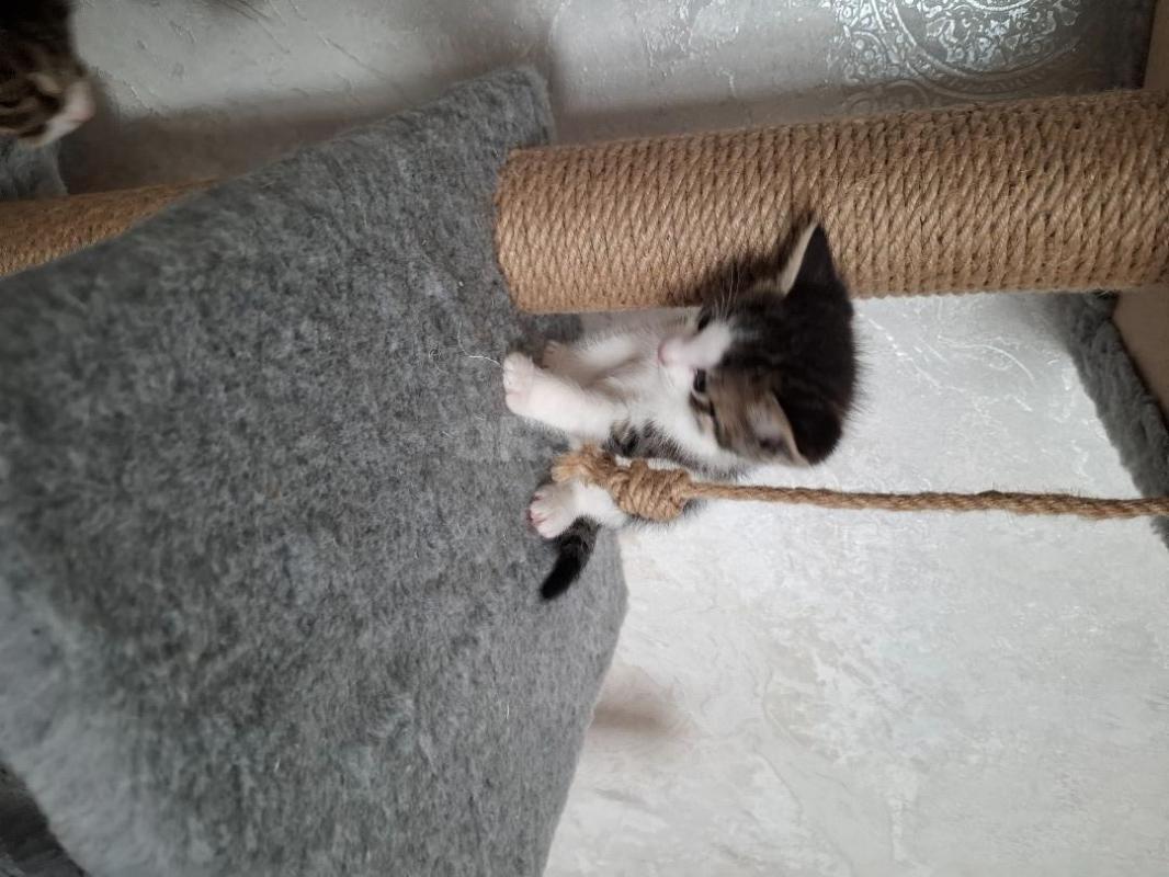 Отдам котика 1,5 месяца, от кошки мышеловки. - Орск