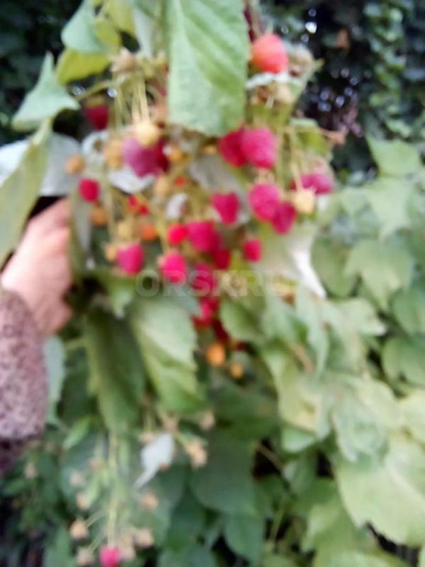 Продам сад на 2-ой Садовой. - Орск