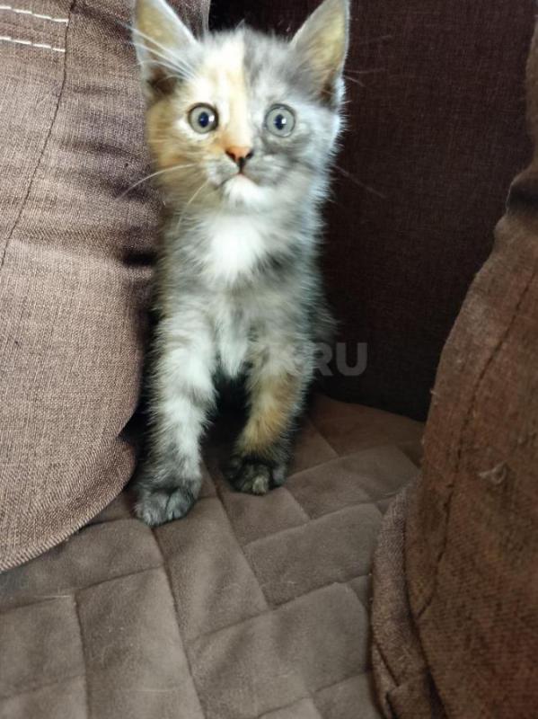 Отдам в добрые руки котят (1,5месяца). - Орск