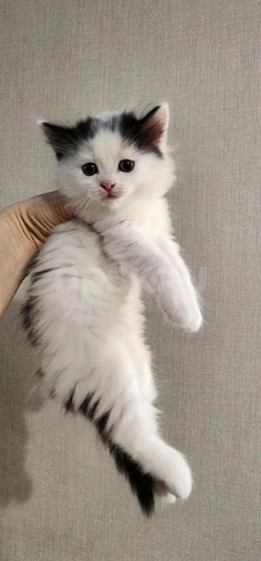Котики 1,5 мес. - Орск