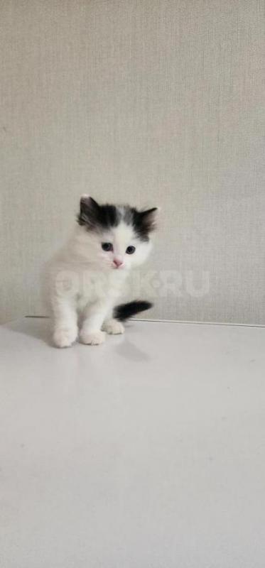 Котики 1,5 мес. - Орск