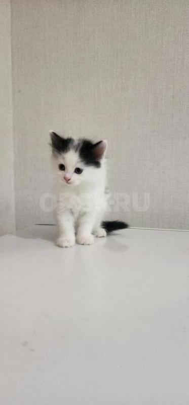Котики 1,5 мес. - Орск