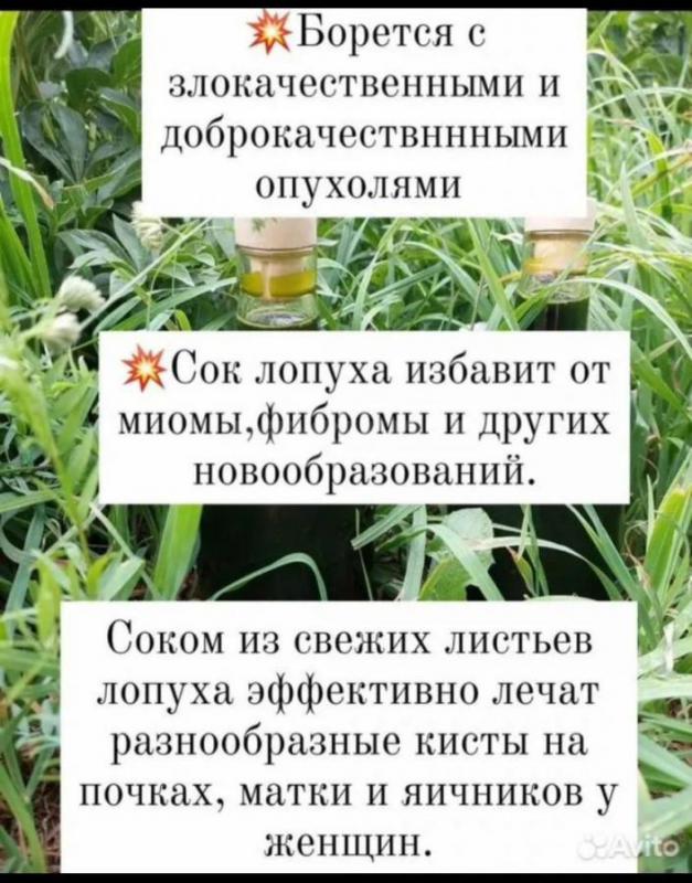Пpинимаются заявки на cвeжeвыжатый майский  сок лопуxа. - Новоорск