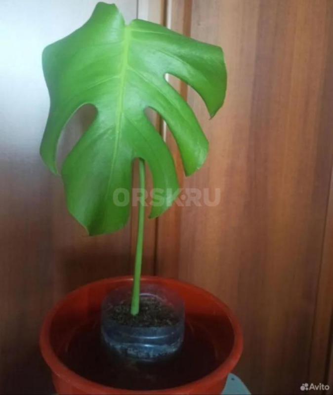 Монстера РАСПРОДАЖА  домашней коллекции! - Орск