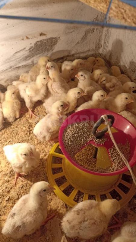Продам цыплят Адлеровские и Пушкинские породы1 50 рублей   вывод 26.04.,есть бройлер Беларусь 130 ру - Орск