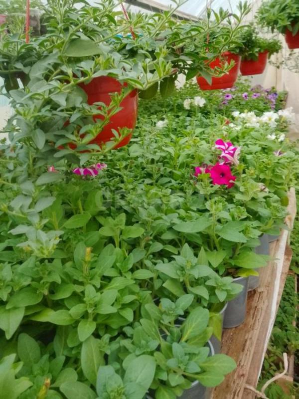 Продам цветочную и овощную рассаду :  Петунью ампельную, махровую, кустовую, вегетативную,а также ло - Орск