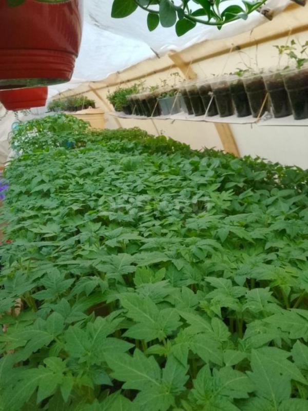 Продам цветочную и овощную рассаду :  Петунью ампельную, махровую, кустовую, вегетативную,а также ло - Орск