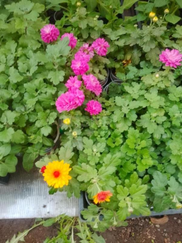 Продам цветочную и овощную рассаду :  Петунью ампельную, махровую, кустовую, вегетативную,а также ло - Орск