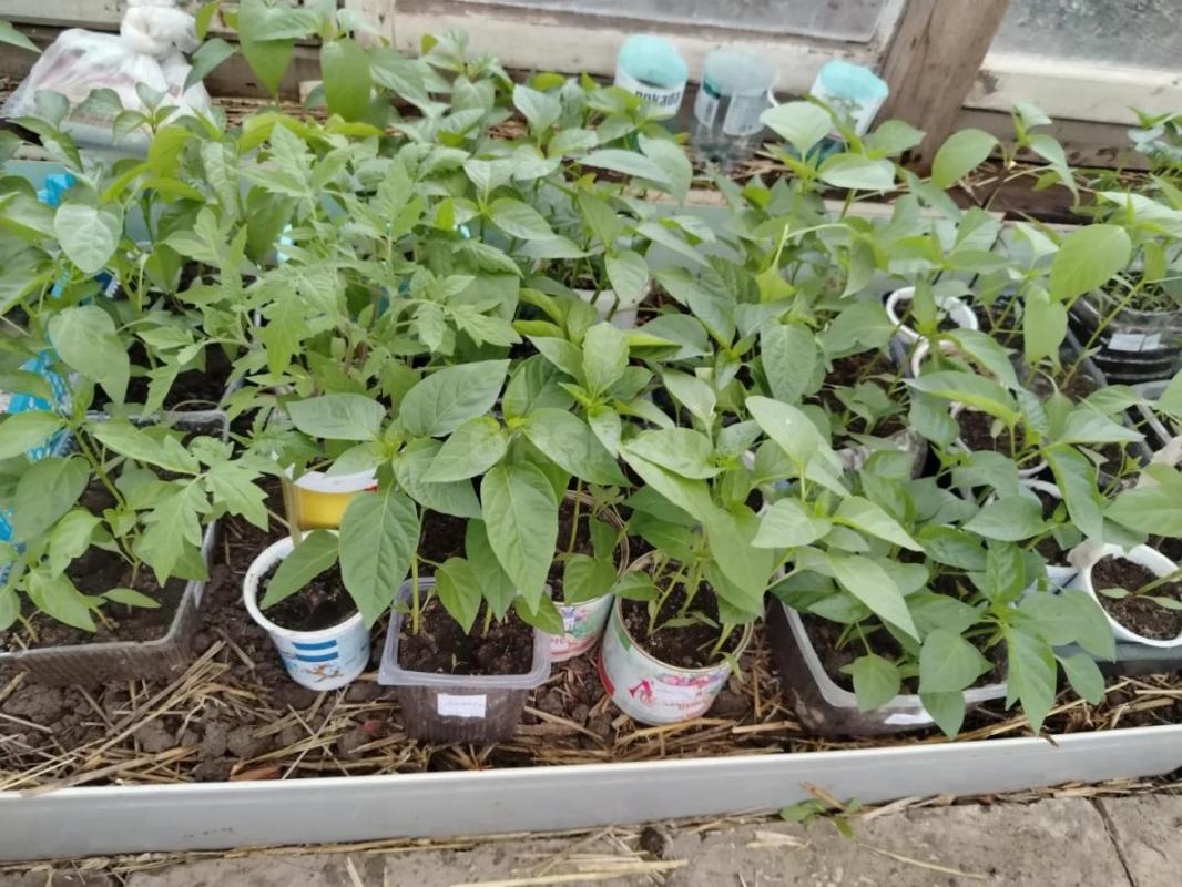 Продам рассаду помидор - Бычье сердце красные,желтые, Малиновые крупноплодные, Амурский тигр (пестре - Орск