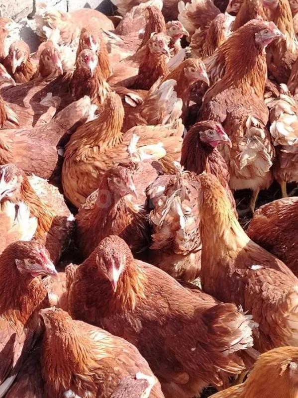 Куры несушки 5,5 мес Ломан Браун, начали нестись цена 550р
Ломан Уайт белые 4,5 месяца, начали нест - Орск