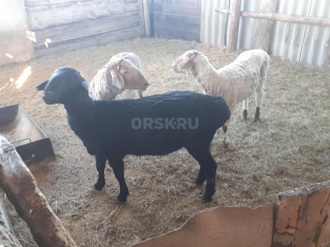 Продам двух баранов и одну ярочку - Орск