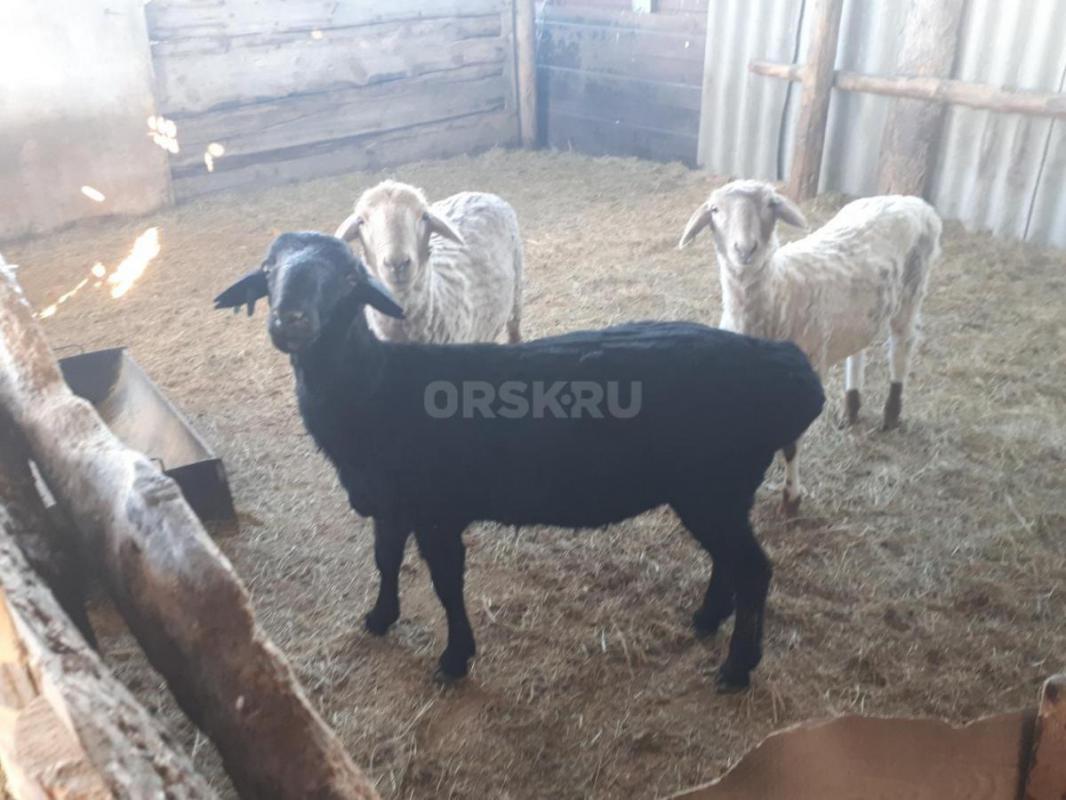 Продам двух баранов и одну ярочку - Орск