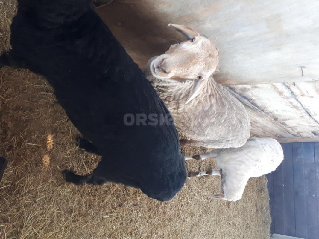 Продам двух баранов и одну ярочку - Орск