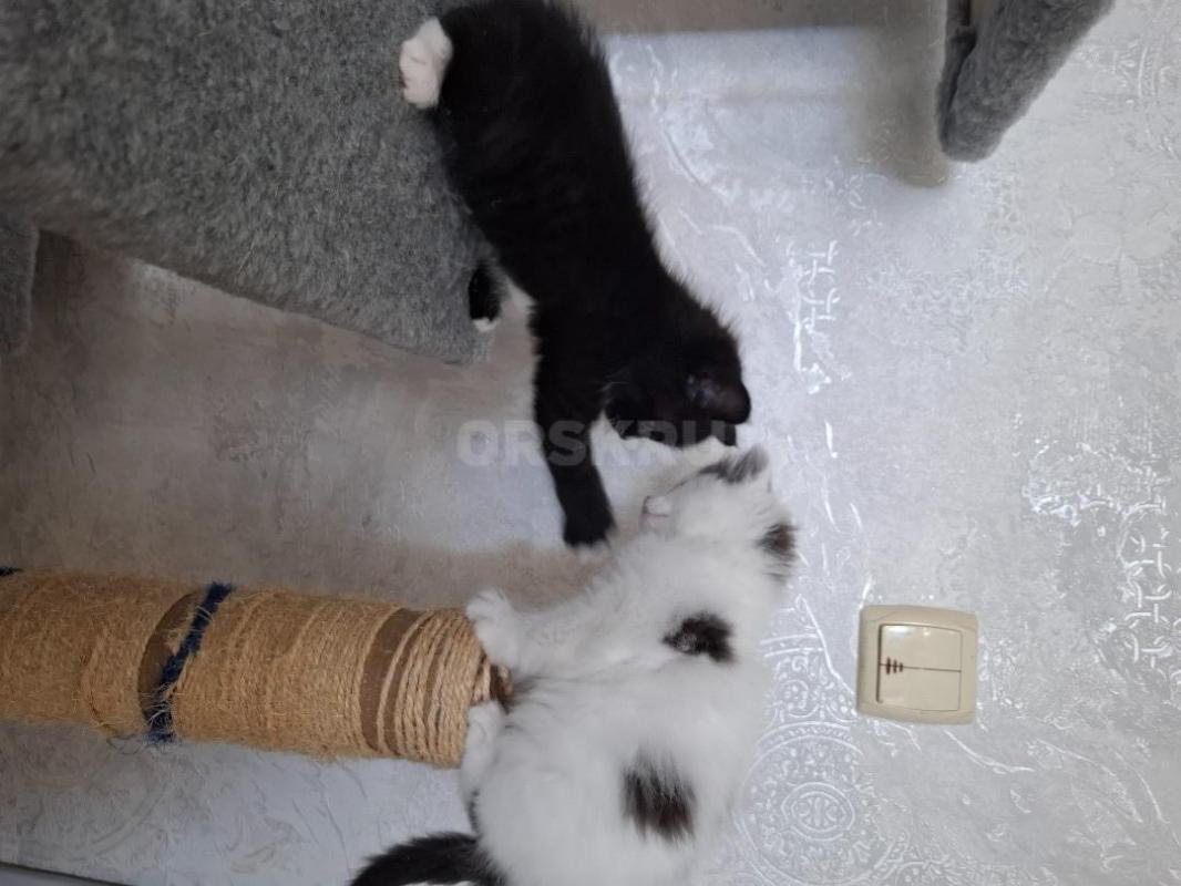 Озорные котята ищут дом. - Орск