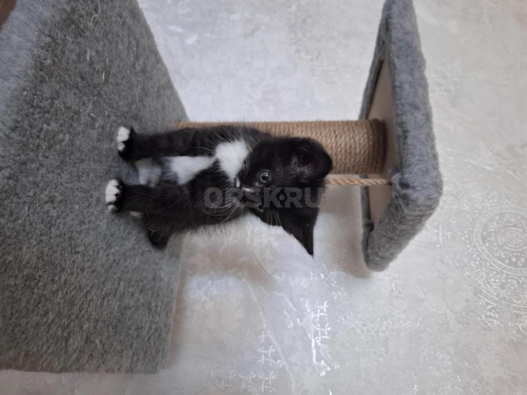 Озорные котята ищут дом. - Орск