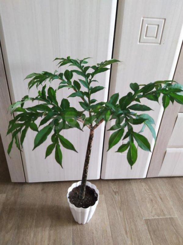 Продам редкий домашний цветок-аморфофаллус коньяк. - Орск