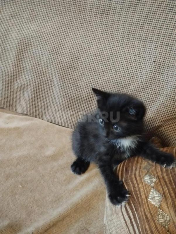 Котята в добрые руки
2 месяца, кушают, к лотку приучены - Орск
