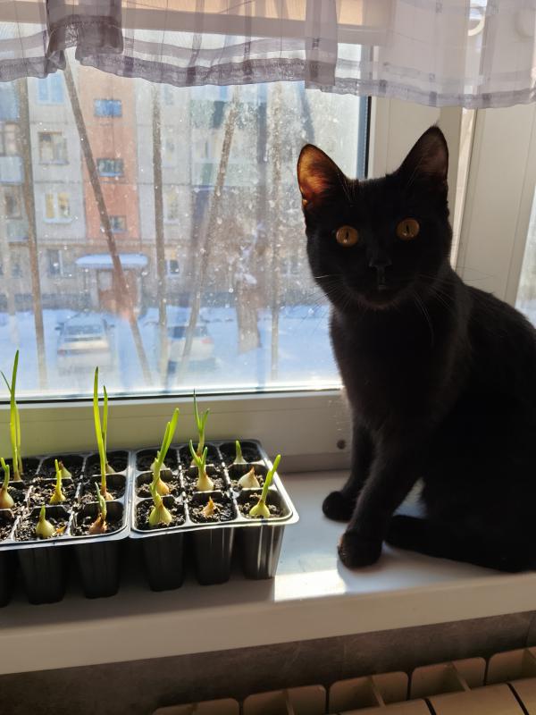 Пропал молодой котик. - Новотроицк
