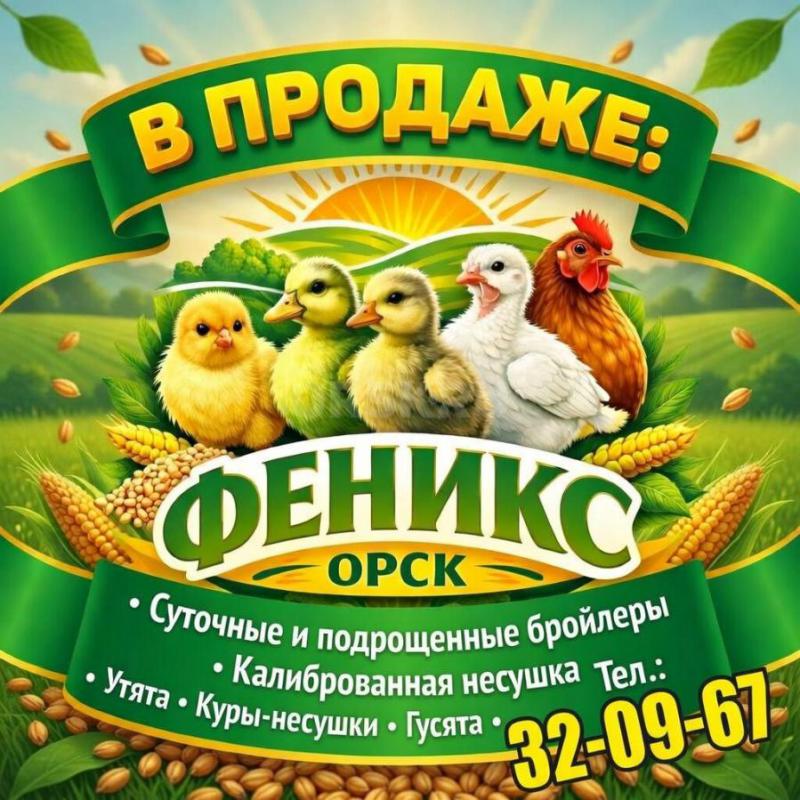 РЕАЛИЗУЕМ суточный и подрощенный молодняк птицы:

Бройлерные цыплята (Кобб-500, Арбор Айкрес, Росс - Орск