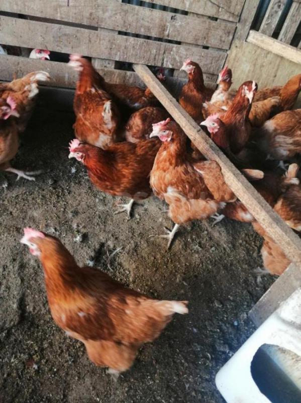 продам кур несушек возраст 1 год - Орск
