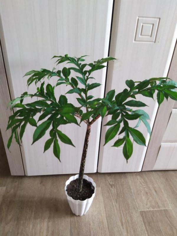Продам редкий домашний цветок-аморфофаллус коньяк. - Орск