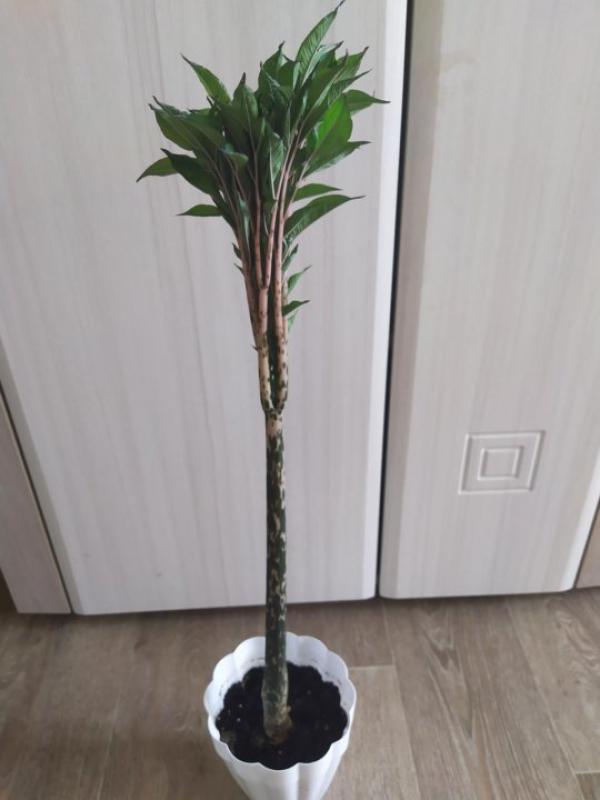 Продам редкий домашний цветок-аморфофаллус коньяк. - Орск