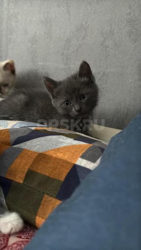 Отдам двухмесячных котят в добрые и ласковые руки. - Орск