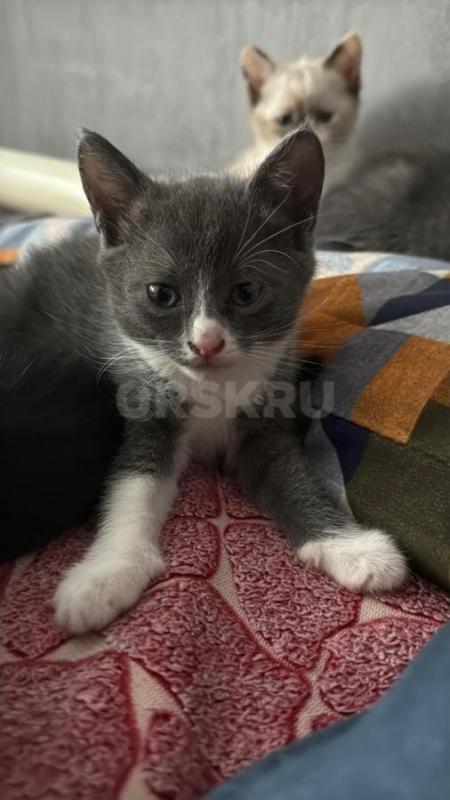Отдам двухмесячных котят в добрые и ласковые руки. - Орск