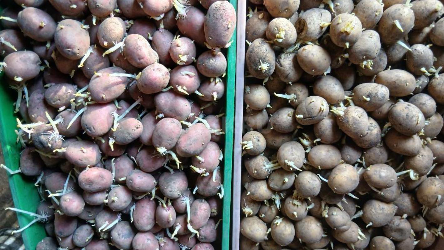 Картофель на семена, проросщенный, привезённый осенью из Краснодарского края. 
100 руб ведро. - Орск