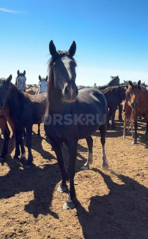 Продам лошадей 
1 -2 фото — кобыла первородка 4 года с жеребенком 1 месяц (жеребчик) 
3-4 фото — к - Орск