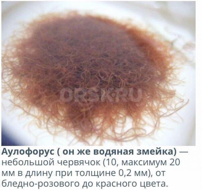 Аулорофорус корм для рыбок,на разогнаной губке.500₽ - Орск