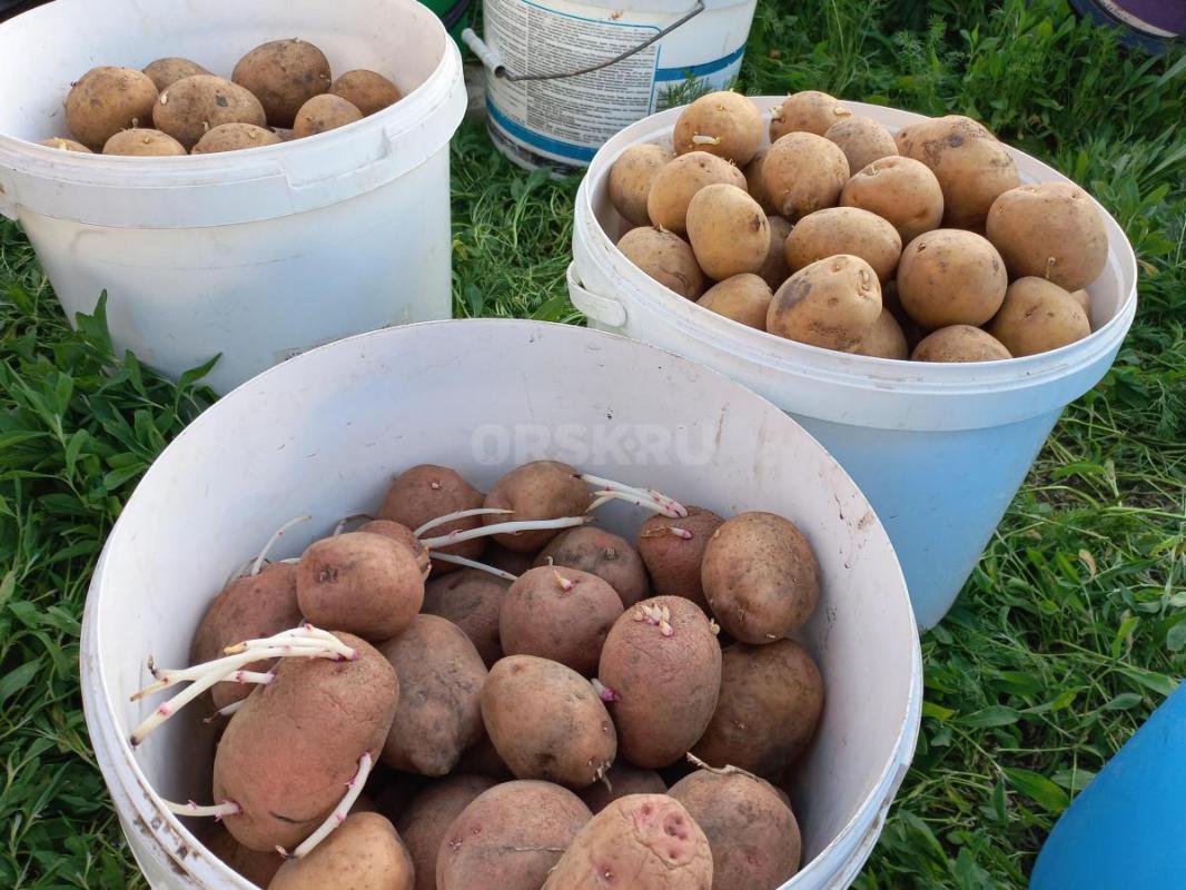 Продам семейной картофель 2, 5 больших ведра. - Орск