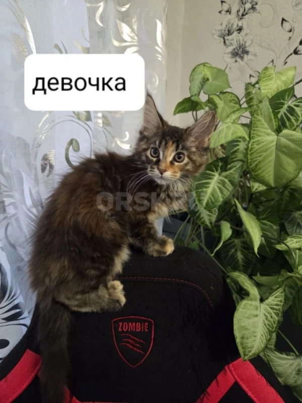 котята породы мейн-кун - Гай