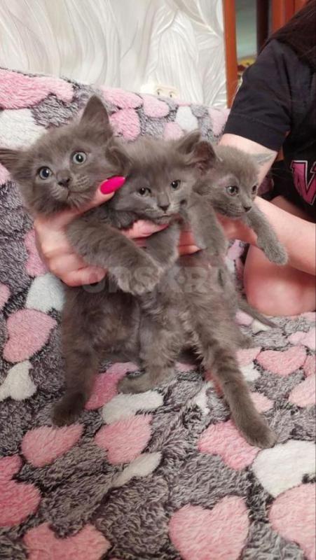 Отдам в добрые и надёжные руки котят. - Орск