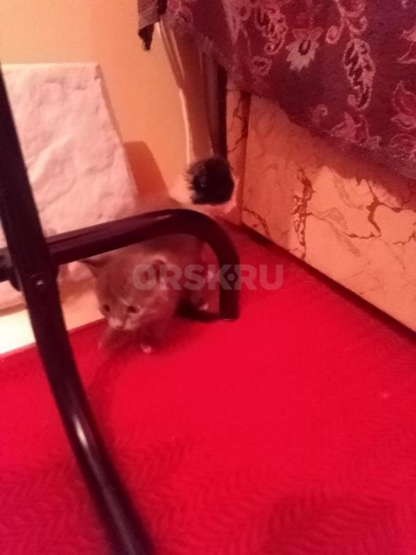 котята, 1 месяц, котики - черно-белые, кошечки - серо-белая, серо-рыже-белая. - Орск