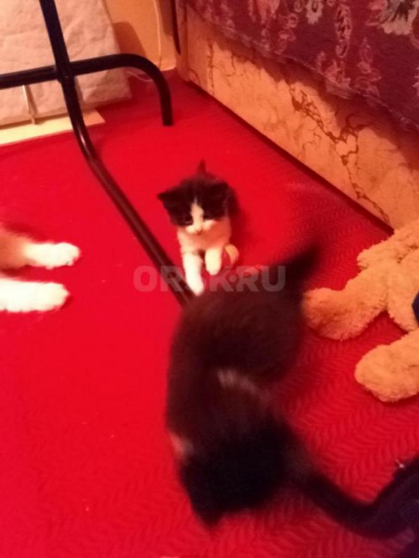 котята, 1 месяц, котики - черно-белые, кошечки - серо-белая, серо-рыже-белая. - Орск