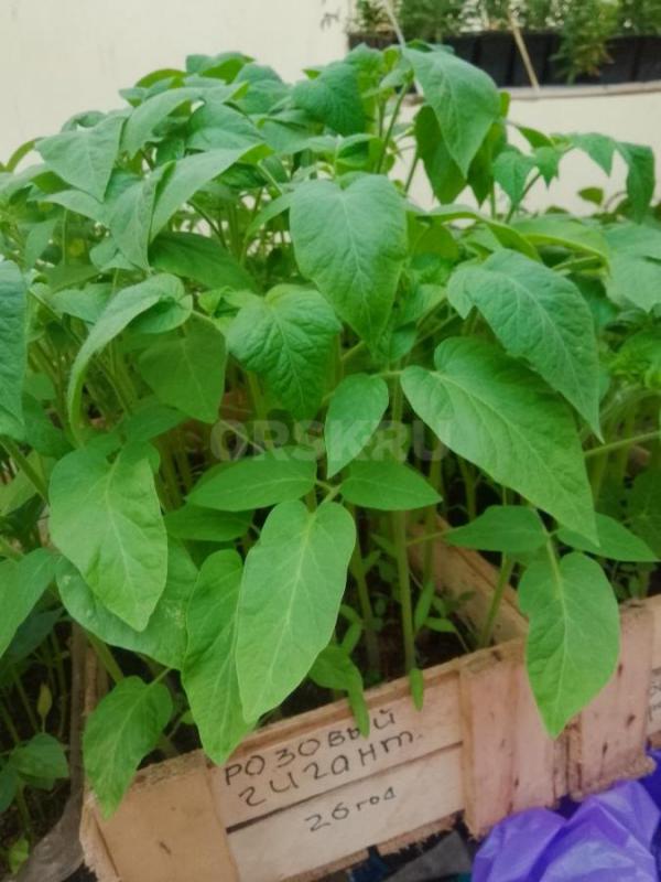 Продам цветочную рассаду :: Петунью 50 рублей (  кустовую,ампельную,махровую), хризантему мультифлор - Орск