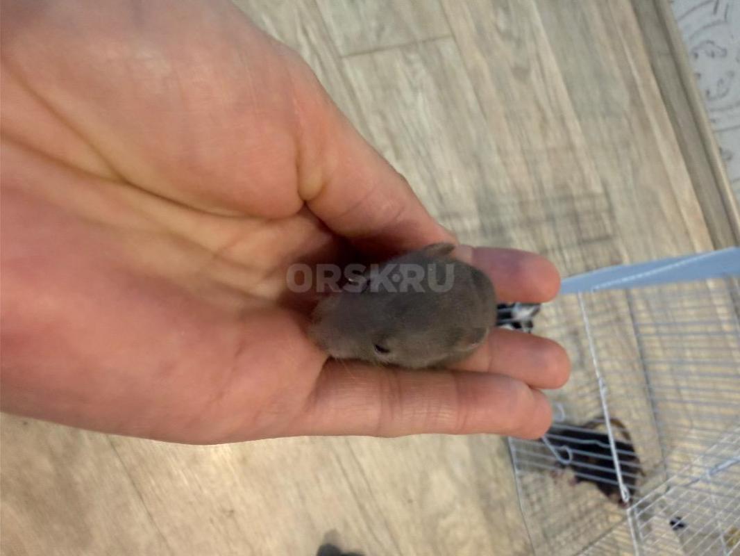 Продам крысят Дамбо,родились 4 мая в 4-5 недель буду отдавать. - Орск