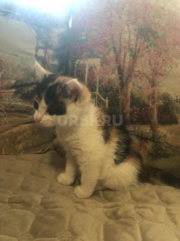 Отдам котят в добрые руки
Игривые, ласковые, кушают всё, к лотку приучены. - Орск