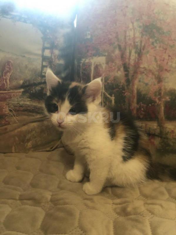 Отдам котят в добрые руки
Игривые, ласковые, кушают всё, к лотку приучены. - Орск