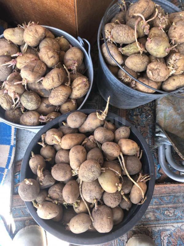 Продам семенной картофель. - Орск