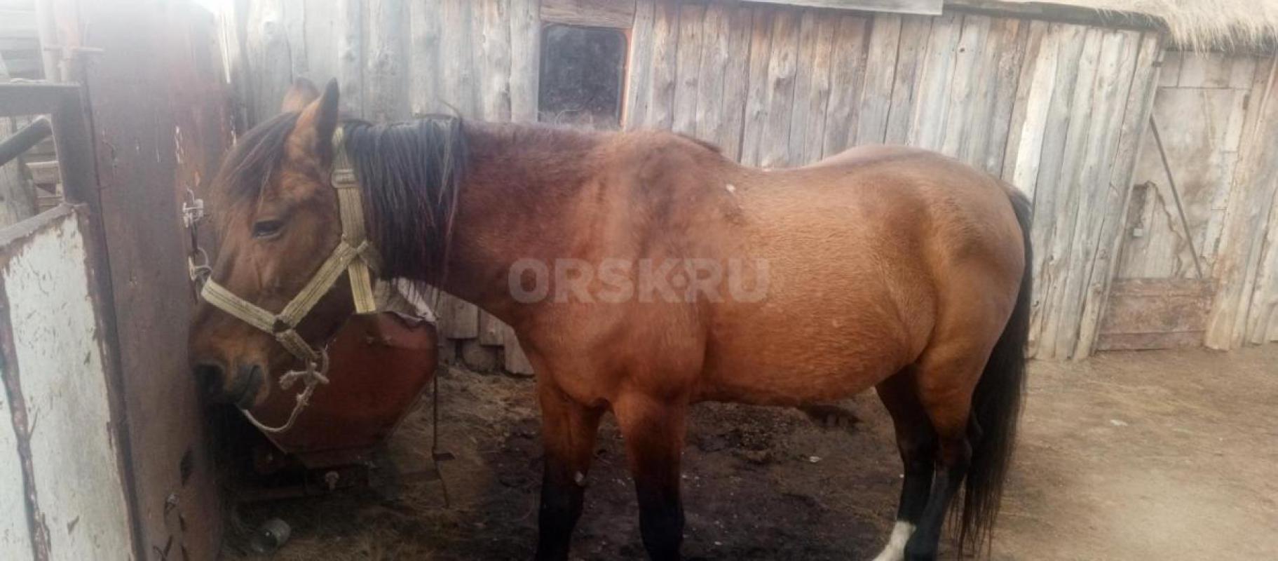Продается мерин обученный верхом и в телегу. - Орск