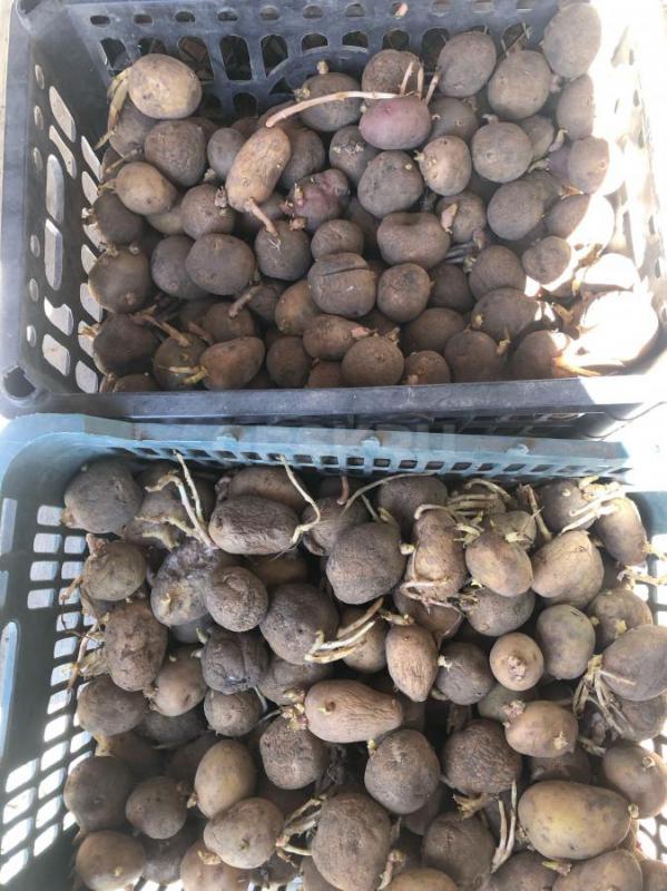 Продам семенной картофель. - Орск