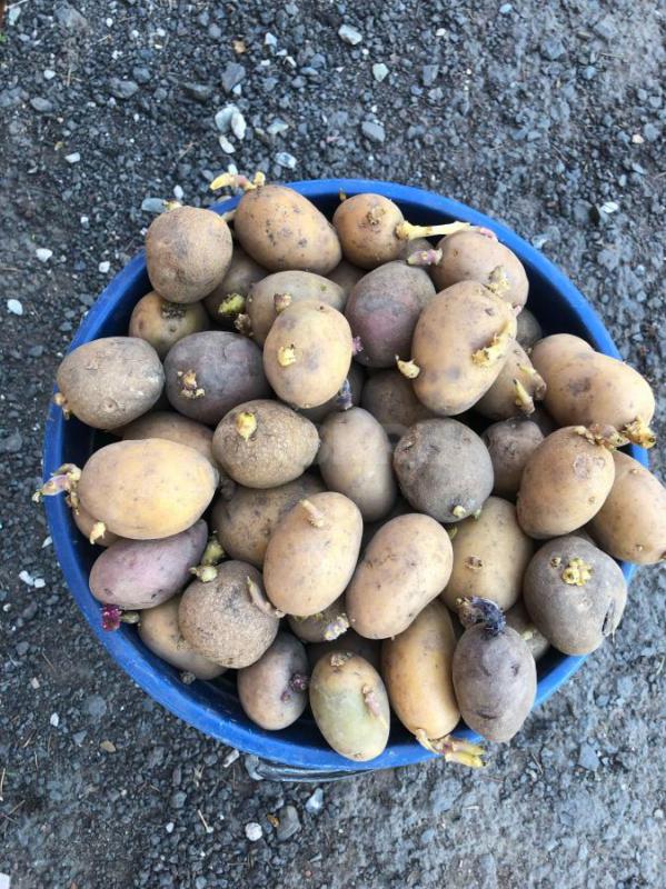 Продам семенной картофель. - Орск