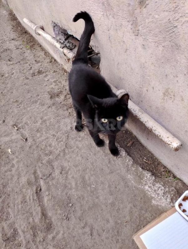 Молоденькая кошечка, где-то полгода ищет добрые руки. - Орск