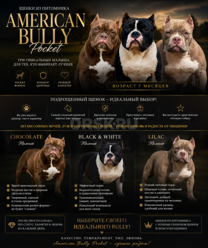 Эксклюзивные щенки American Bully Pocket из питомника 

Те самые американский булли покет, в котор - Орск