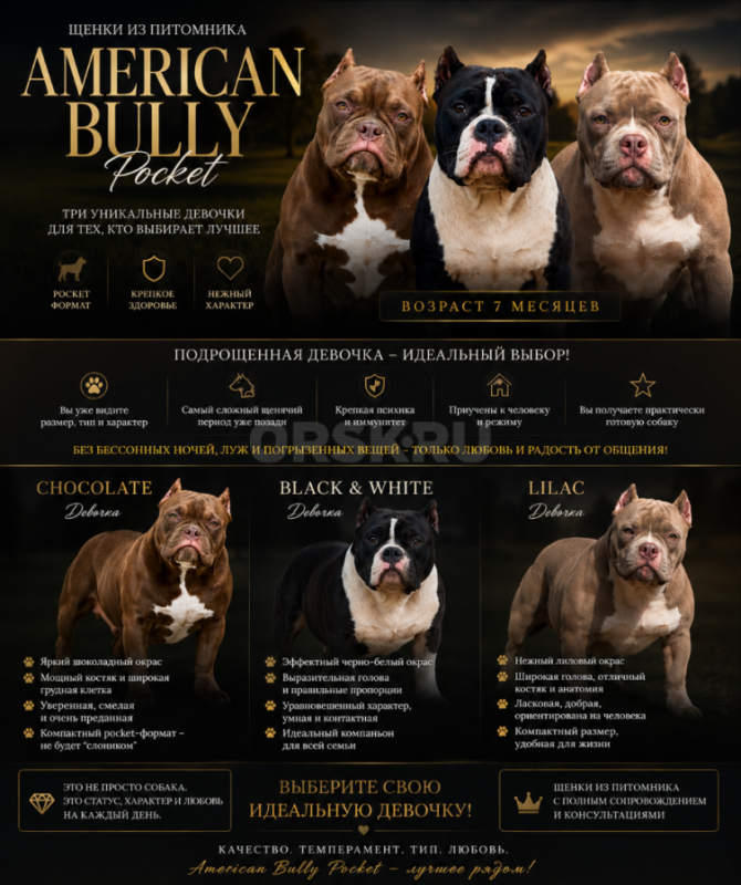 Эксклюзивные щенки American Bully Pocket из питомника 

Те самые американский булли покет, в котор - Орск